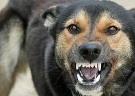 The soul of a secular lawyer in the body of a stray dog
